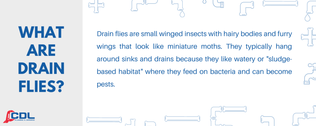 How to Get Rid of Drain Flies 1